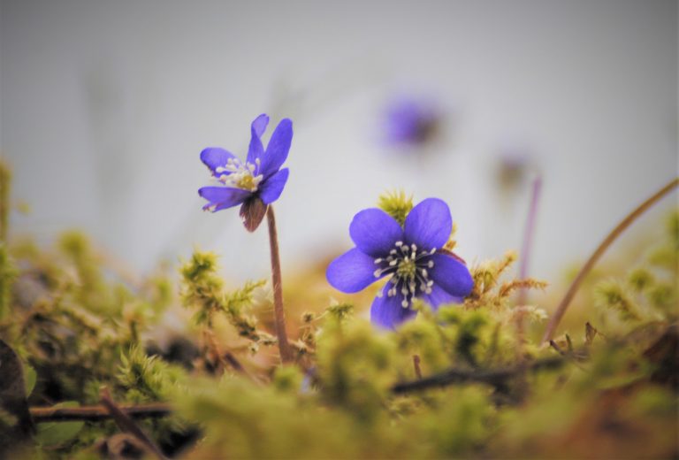 Blåveisen blomstrer tidlig nede ved Trondheimsfjorden