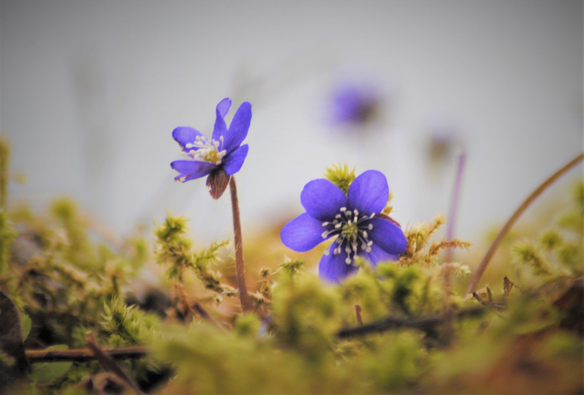 Blue ice is a beloved sign of spring