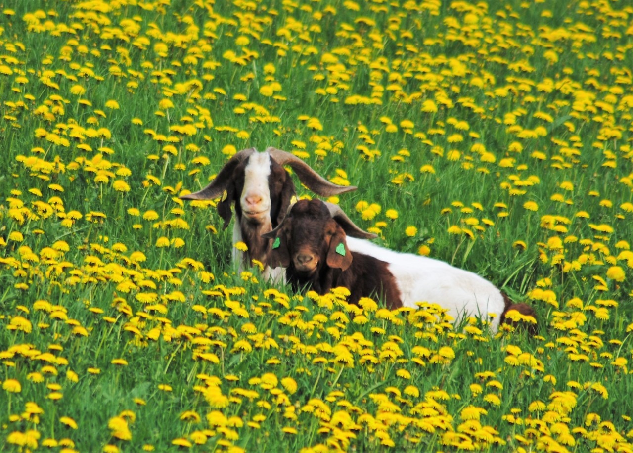 Recreation can also include contact with farm animals such as the Boer goats at Hjellup Fjordbo.